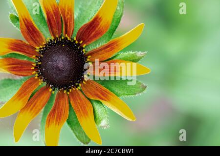 Macro photographie d'une fleur bicolore d'un Rudbeckia Rustic Dwarf Mixed. Magnifique jaune et orange brûlé sur un fond vert frais. Banque D'Images