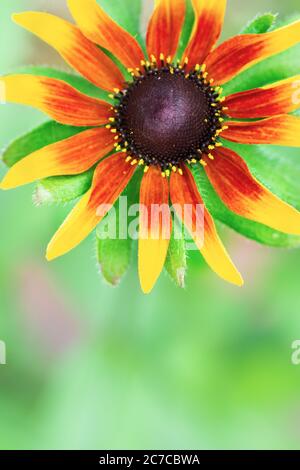 Macro photographie d'une fleur bicolore d'un Rudbeckia Rustic Dwarf Mixed. Magnifique jaune et orange brûlé sur un fond vert frais. Banque D'Images