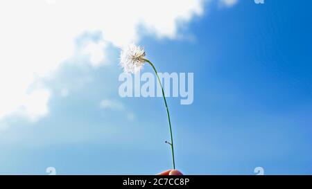 Cliché sélectif de mise au point d'un pissenlit taraxacum tenu par doigts avec le ciel bleu à l'arrière Banque D'Images