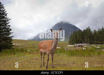 Glencoe, Lochaber, Écosse, Royaume-Uni. 16 juillet 2020. Photo : un des Red Deer qui fréquente l'hôtel Kingshouse en espérant que les touristes les nourrissent d'une atmosphère Buachille Etive Mor en arrière-plan, mais les visiteurs sont encore minces sur le terrain dans les Highlands, car les restrictions de la phase 3 de verrouillage n'ont été assouplies que récemment. La température est de 12 degrés avec un après-midi de bruine et de brume couvrant les collines et les montagnes. Banque D'Images