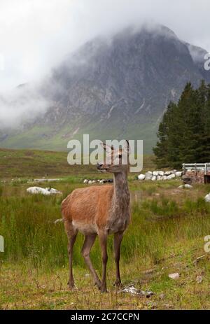 Glencoe, Lochaber, Écosse, Royaume-Uni. 16 juillet 2020. Photo : un des Red Deer qui fréquente l'hôtel Kingshouse en espérant que les touristes les nourrissent d'une atmosphère Buachille Etive Mor en arrière-plan, mais les visiteurs sont encore minces sur le terrain dans les Highlands, car les restrictions de la phase 3 de verrouillage n'ont été assouplies que récemment. La température est de 12 degrés avec un après-midi de bruine et de brume couvrant les collines et les montagnes. Banque D'Images