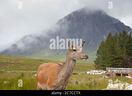 Glencoe, Lochaber, Écosse, Royaume-Uni. 16 juillet 2020. Photo : un des Red Deer qui fréquente l'hôtel Kingshouse en espérant que les touristes les nourrissent d'une atmosphère Buachille Etive Mor en arrière-plan, mais les visiteurs sont encore minces sur le terrain dans les Highlands, car les restrictions de la phase 3 de verrouillage n'ont été assouplies que récemment. La température est de 12 degrés avec un après-midi de bruine et de brume couvrant les collines et les montagnes. Banque D'Images