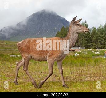 Glencoe, Lochaber, Écosse, Royaume-Uni. 16 juillet 2020. Photo : un des Red Deer qui fréquente l'hôtel Kingshouse en espérant que les touristes les nourrissent d'une atmosphère Buachille Etive Mor en arrière-plan, mais les visiteurs sont encore minces sur le terrain dans les Highlands, car les restrictions de la phase 3 de verrouillage n'ont été assouplies que récemment. La température est de 12 degrés avec un après-midi de bruine et de brume couvrant les collines et les montagnes. Banque D'Images