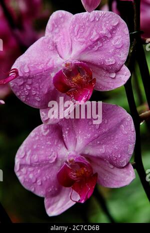 Gros plan vertical de fleurs violettes avec gouttelettes de rosée ses pétales Banque D'Images