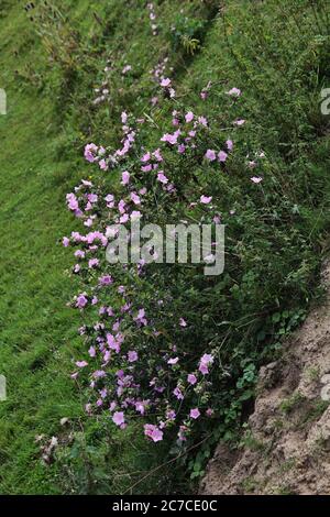 Plan incliné vertical de fleurs roses qui poussent dans une herbacée champ Banque D'Images