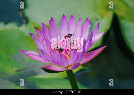 Gros plan de mise au point d'abeilles sur un lotus violet sacré Fleur qui est utilisé pour un médicament chinois Banque D'Images