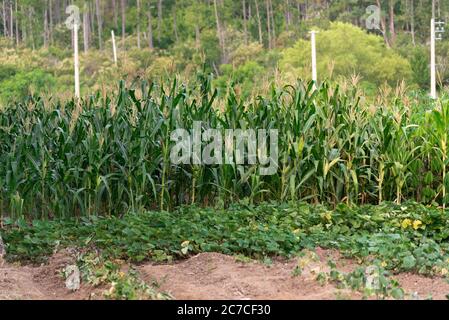 Plantes de manioc. Correspond à une espèce de plante tubéreuse de la famille des Euphorbiaceae. La plante Cuza rais est utilisée dans l'alimentation humaine. Cuisine brésilienne. Banque D'Images