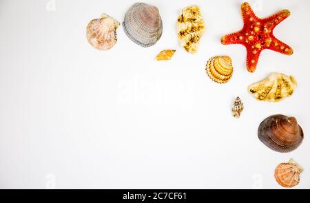 composition de coquillages exotiques et d'étoiles de mer sur fond blanc. espace de copie et texte Banque D'Images