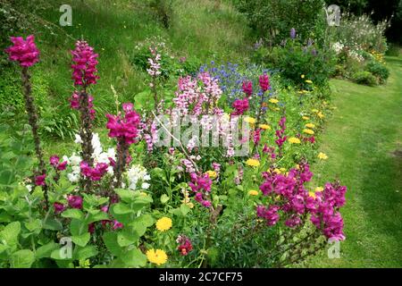 Antirrhinums poussant en été dans un jardin de campagne à Carmarthenshire pays de Galles Royaume-Uni KATHY DEWITT Banque D'Images