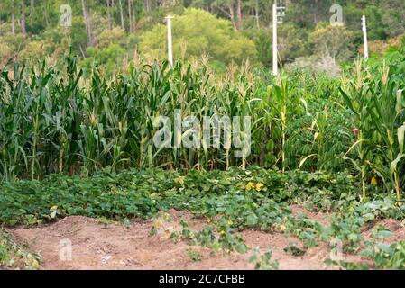 Plantes de manioc. Correspond à une espèce de plante tubéreuse de la famille des Euphorbiaceae. La plante Cuza rais est utilisée dans l'alimentation humaine. Cuisine brésilienne. Banque D'Images