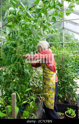 Une femme âgée debout cueillant des haricots français grimpants en culture avec des plants de tomate dans une serre estivale au pays de Galles, Royaume-Uni KATHY DEWITT Banque D'Images