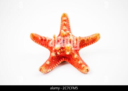 starfish isolé sur fond blanc. fossile trouvé sur les récifs de l'océan Banque D'Images