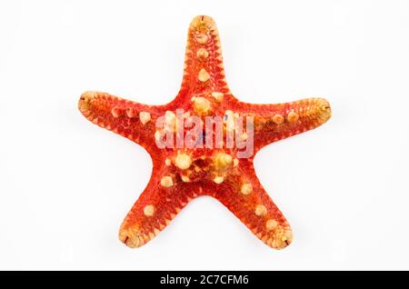 starfish isolé sur fond blanc. fossile trouvé sur les récifs de l'océan Banque D'Images