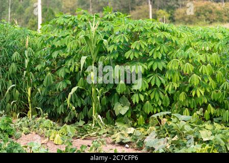 Plantes de manioc. Correspond à une espèce de plante tubéreuse de la famille des Euphorbiaceae. La plante Cuza rais est utilisée dans l'alimentation humaine. Cuisine brésilienne. Banque D'Images