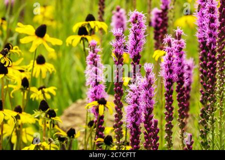 Jardin violet jaune Liatris Rudbeckia Banque D'Images