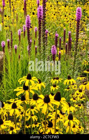 Jardin jaune de juillet, Rudbeckia fulgida Violet Liatris Banque D'Images