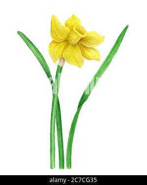Illustration botanique Narcisse jaune d'aquarelle vintage Banque D'Images