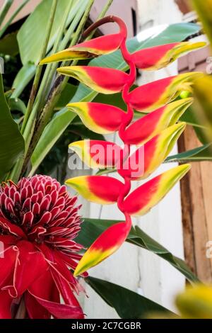 Etlingera elatior, également connu sous le nom de Torch Ginger, outre une inflorescence Heliconia rostrata Banque D'Images