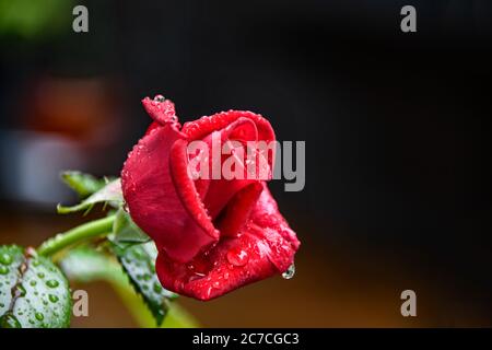 Fleur d'une rose rouge sous la pluie. Beauté et fraîcheur dans la nature. Banque D'Images