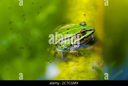 Petite grenouille verte assise dans un étang rempli de larves de moustiques Banque D'Images