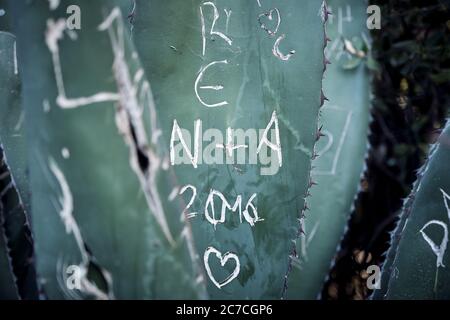 Gros plan sélectif de feuilles de cactus avec des sculptures de lettre Banque D'Images