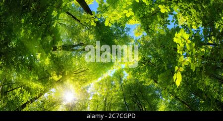 Vue panoramique vers le haut sur la canopée dans une forêt de hêtres avec feuillage vert frais, rayons du soleil et ciel bleu clair Banque D'Images