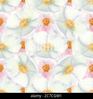 Motif sans couture. Fleurs et fruits des hanches roses Aquarelle. Illustrations de fleurs. Bouquets bohémiens de fleurs, couronnes, compositions de mariage Banque D'Images