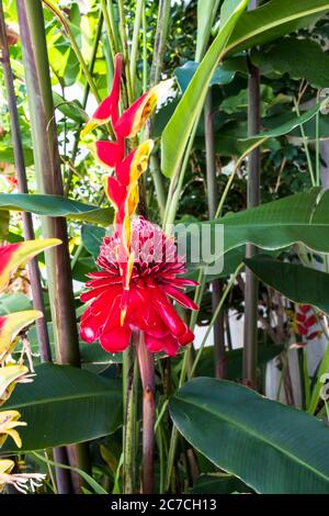 Etlingera elatior, également connu sous le nom de Torch Ginger, outre une inflorescence Heliconia rostrata Banque D'Images