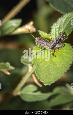 Brocheuse assise sur une feuille verte, Parc national Kruger, Afrique du Sud Banque D'Images