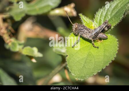 Brocheuse assise sur une feuille verte, Parc national Kruger, Afrique du Sud Banque D'Images