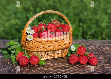 Panier de fraises fraîchement récoltées dans le jardin de baies. Fraises fraîchement cueillies. Cueillette de fraises biologiques mûres sur une table en bois Banque D'Images