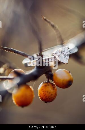 Gros plan sélectif d'un anneau d'engagement en forme de cœur sur un branche d'arbre avec fruits de la passion Banque D'Images