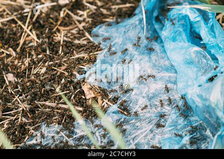 Les Ants de la forêt rouge (Formica Rufa) rampent sur sac plastique dans la forêt. Fourmis en mouvement dans l'anthill Banque D'Images