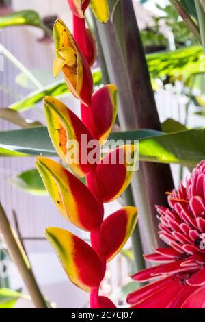 Heliconia rostrata inflorescence en plus d'un Etlingera elatior, également connu sous le nom de Torch Ginger Banque D'Images