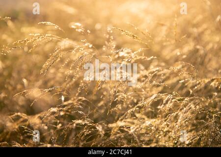 Foyer doux sélectif de l'herbe sèche des prés, roseaux, tiges soufflant dans le vent à la lumière dorée du coucher du soleil. Heure d'été Banque D'Images