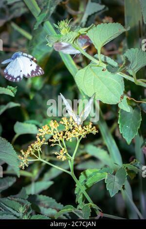 Papillons jaunes et blancs à veiné brun (Belenois aurota) assis sur des fleurs sauvages, Ishasha, Ouganda, Afrique Banque D'Images