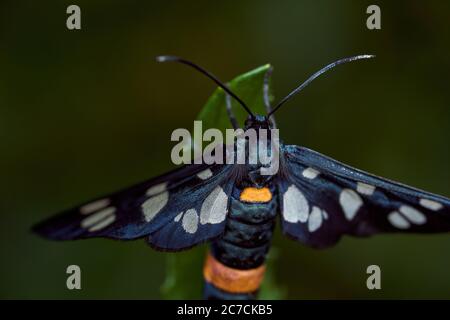 Papillon bleu foncé avec ailes marbrées sur une feuille verte. Photo avec effet macro Banque D'Images