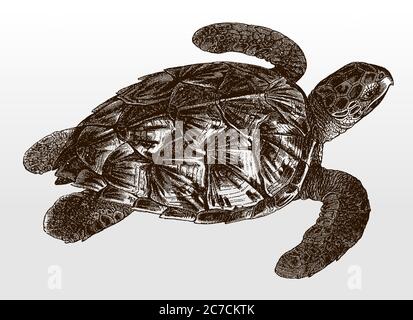 Tortue de mer à tête de grièche, carretta en haut de la page après une illustration antique du XIXe siècle Illustration de Vecteur