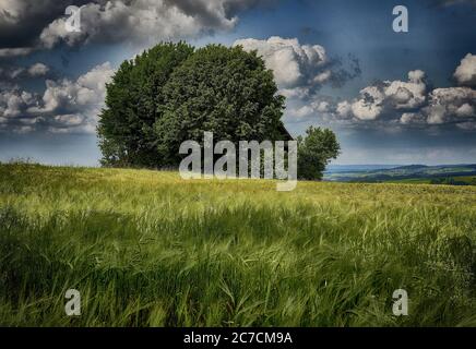 Gros plan d'un arbre vert isolé dans le champ d'herbe sous le ciel bleu nuageux au printemps Banque D'Images