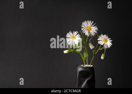 trois pâquerettes blanches sur fond noir. beau bouquet de fleurs dans un vase. place pour le texte, espace de copie. Banque D'Images