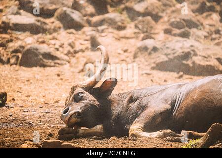 Goa, Inde. Gaur Bull, Bos Gaurus ou Indian Bison reposant sur le sol. C'est la plus grande espèce parmi les bovins sauvages. En Malaisie, on l'appelle Banque D'Images