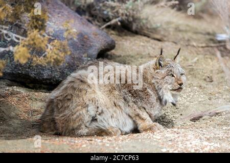 Un bobcat sauvé dans une zone ouverte à l'extérieur, dans un parc sanctuaire de la faune Banque D'Images