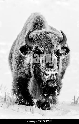 American Bison (Bison bison), debout gelé dans la neige, regardant la caméra, Black and White, Yellowstone National Park, Wyoming, États-Unis Banque D'Images