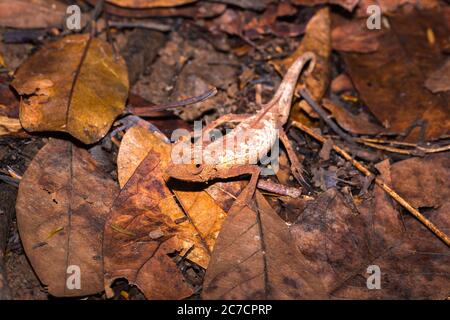 Chameleon à feuilles plaquées (Brookesia stumpffi), marchant sur le sol, Nosy Komba, Madagascar Banque D'Images
