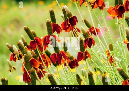 Red Mexican Hat Ratibida chronifera Banque D'Images