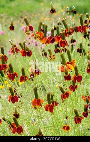 Mexican Hat Ratibida columnifera Banque D'Images