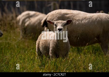 De jolies petites agneaux et des moutons dans un champ vert regardant la caméra. Jour ensoleillé. Banque D'Images