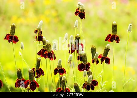 Prairie Coneflower chapeau mexicain Ratibida columnifera pointes Banque D'Images