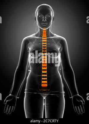 Anatomie du disque intervertébral de la colonne vertébrale Banque D'Images