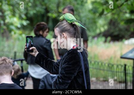 St James's Park, Londres. 16 juillet 2020. Météo au Royaume-Uni: Parakeets Profitez du retour des touristes sur une journée chaude mais couvert à St James's Park, Londres, Royaume-Uni crédit: Clickpics/Alamy Live News Banque D'Images